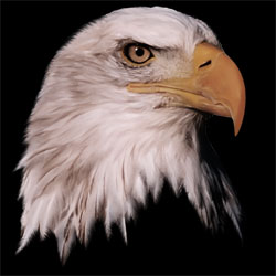Military Ballistics Industries